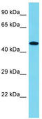 Fermitin family homolog 1 antibody, TA331890, Origene, Western Blot image 