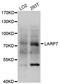 La Ribonucleoprotein Domain Family Member 7 antibody, LS-C334435, Lifespan Biosciences, Western Blot image 