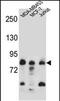 AFG3-like protein 2 antibody, PA5-48533, Invitrogen Antibodies, Western Blot image 