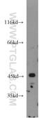 Serine/Threonine Kinase 32A antibody, 16223-1-AP, Proteintech Group, Western Blot image 