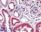 Catalase antibody, LS-B2554, Lifespan Biosciences, Immunohistochemistry paraffin image 