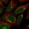 Interleukin 17 Receptor D antibody, HPA043550, Atlas Antibodies, Immunofluorescence image 