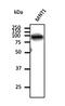 Heat Shock Transcription Factor 1 antibody, orb152297, Biorbyt, Western Blot image 