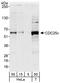 M-phase inducer phosphatase 3 antibody, A301-390A, Bethyl Labs, Western Blot image 