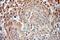 Fem-1 Homolog B antibody, 11030-1-AP, Proteintech Group, Immunohistochemistry frozen image 