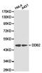 Damage Specific DNA Binding Protein 2 antibody, A01430-1, Boster Biological Technology, Western Blot image 