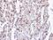 Prohibitin antibody, PA5-27329, Invitrogen Antibodies, Immunohistochemistry frozen image 