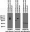 Stonin 2 antibody, 73-337, Antibodies Incorporated, Western Blot image 