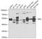 Interferon Regulatory Factor 6 antibody, 22-079, ProSci, Western Blot image 