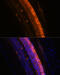 Potassium Voltage-Gated Channel Modifier Subfamily S Member 2 antibody, 16-181, ProSci, Immunofluorescence image 