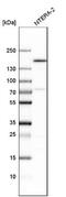 SWI/SNF Related, Matrix Associated, Actin Dependent Regulator Of Chromatin Subfamily C Member 1 antibody, NBP1-88721, Novus Biologicals, Western Blot image 