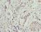 Transmembrane Protein 53 antibody, LS-C394861, Lifespan Biosciences, Immunohistochemistry frozen image 