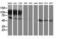 Glutathione Synthetase antibody, LS-C172424, Lifespan Biosciences, Western Blot image 