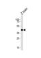 Sphingosine-1-Phosphate Receptor 1 antibody, abx034975, Abbexa, Western Blot image 