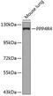 Protein Phosphatase 4 Regulatory Subunit 4 antibody, 23-629, ProSci, Western Blot image 