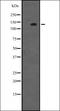 MutS Homolog 3 antibody, orb335197, Biorbyt, Western Blot image 