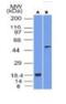 SRY-Box 10 antibody, NBP2-59623, Novus Biologicals, Western Blot image 