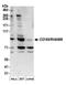 Hyaluronan mediated motility receptor antibody, A304-783A, Bethyl Labs, Western Blot image 