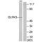 Putative glycerol kinase 3 antibody, PA5-49825, Invitrogen Antibodies, Western Blot image 