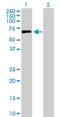 Leukocyte Immunoglobulin Like Receptor A2 antibody, H00011027-B01P, Novus Biologicals, Western Blot image 