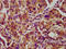 Nebulin antibody, LS-C670774, Lifespan Biosciences, Immunohistochemistry paraffin image 