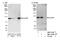 Holliday Junction Recognition Protein antibody, NBP1-47287, Novus Biologicals, Western Blot image 