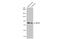 Kinesin Family Member 3A antibody, GTX134434, GeneTex, Western Blot image 