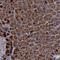 Phosphorylase Kinase Regulatory Subunit Alpha 1 antibody, NBP1-87281, Novus Biologicals, Immunohistochemistry frozen image 