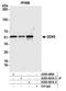 Probable ATP-dependent RNA helicase DDX6 antibody, A300-461A, Bethyl Labs, Immunoprecipitation image 
