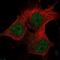 Methyltransferase Like 16 antibody, NBP2-56696, Novus Biologicals, Immunofluorescence image 