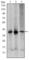 Mitogen-Activated Protein Kinase Kinase 6 antibody, abx010917, Abbexa, Western Blot image 