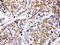 Caspase 4 antibody, PA1490, Boster Biological Technology, Immunohistochemistry paraffin image 