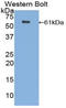 CUB and zona pellucida-like domain-containing protein 1 antibody, LS-C293571, Lifespan Biosciences, Western Blot image 