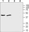 SLC39A1 antibody, PA5-77766, Invitrogen Antibodies, Western Blot image 