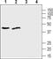 IRT1 antibody, PA5-77766, Invitrogen Antibodies, Western Blot image 