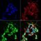 Sodium Voltage-Gated Channel Beta Subunit 3 antibody, MA5-27618, Invitrogen Antibodies, Immunofluorescence image 