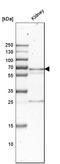 Phosphoenolpyruvate Carboxykinase 1 antibody, HPA006507, Atlas Antibodies, Western Blot image 