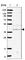 NSE4 Homolog A, SMC5-SMC6 Complex Component antibody, HPA037459, Atlas Antibodies, Western Blot image 