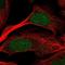 Protein O-Fucosyltransferase 2 antibody, NBP1-92279, Novus Biologicals, Immunofluorescence image 