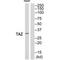 Tafazzin antibody, PA5-50169, Invitrogen Antibodies, Western Blot image 