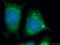 NAD Kinase 2, Mitochondrial antibody, 26352-1-AP, Proteintech Group, Immunofluorescence image 