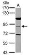 Ras and EF-hand domain-containing protein antibody, GTX117779, GeneTex, Western Blot image 