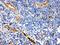 CD59 Molecule (CD59 Blood Group) antibody, PA5-78993, Invitrogen Antibodies, Immunohistochemistry frozen image 