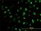 Meis Homeobox 2 antibody, H00004212-M01, Novus Biologicals, Immunocytochemistry image 