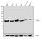 NAD(P)H Quinone Dehydrogenase 1 antibody, 39-3700, Invitrogen Antibodies, Western Blot image 