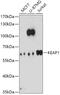 Kelch Like ECH Associated Protein 1 antibody, 22-002, ProSci, Western Blot image 