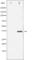 NFKB Inhibitor Beta antibody, abx011060, Abbexa, Western Blot image 