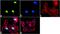 Histone Cluster 4 H4 antibody, 710810, Invitrogen Antibodies, Immunofluorescence image 