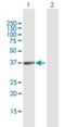 Hyaluronan Binding Protein 4 antibody, H00022927-D01P, Novus Biologicals, Western Blot image 