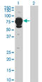 Histidine Ammonia-Lyase antibody, LS-C197395, Lifespan Biosciences, Western Blot image 